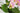 [RESIGILAT] Orhidee artificiala 27cm roz in bol decor floral
