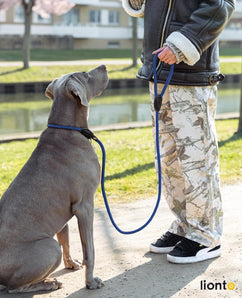 [RESIGILAT] Lesa lionto retriever albastra, 170 cm, rezistenta la intemperii
