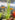 [RESIGILAT] Tyrol plante acvariu, decor, usor de atasat